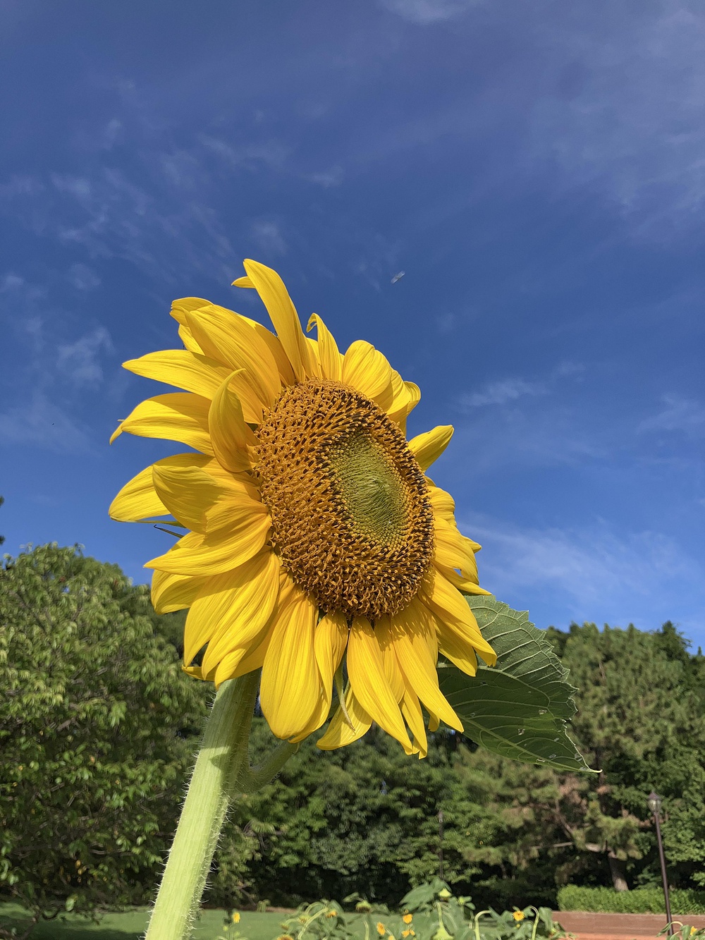 西葛西からひまわり咲く葛西臨海公園の写真18