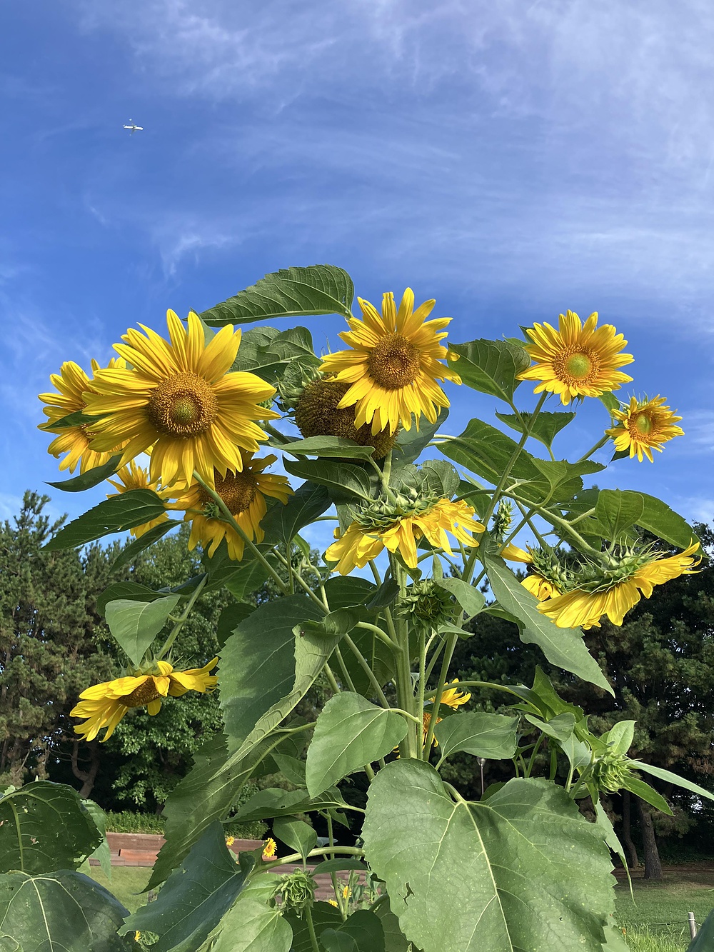 西葛西からひまわり咲く葛西臨海公園の写真20