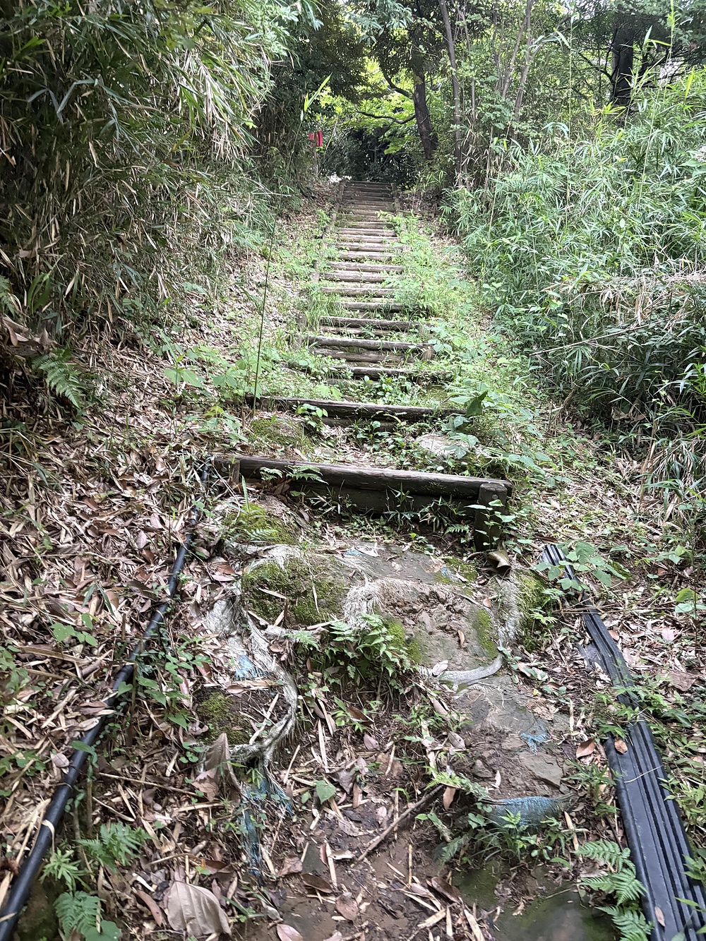 寺家ふるさと公園と王禅寺ふるさと公園の写真3