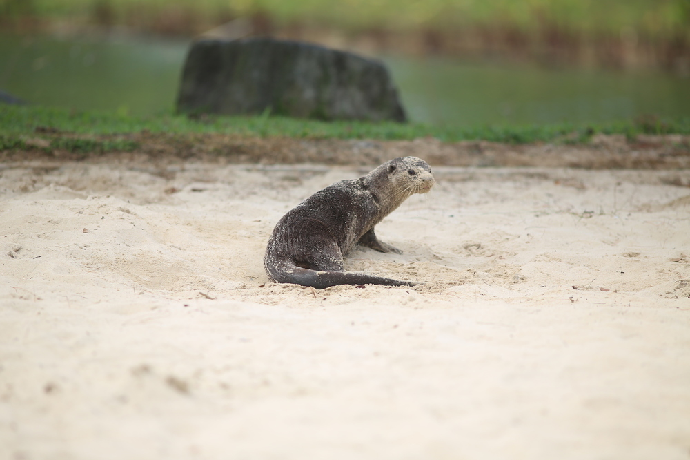 最近流行りのポンゴル公園 〜 コニー島・至福の14kmの写真14