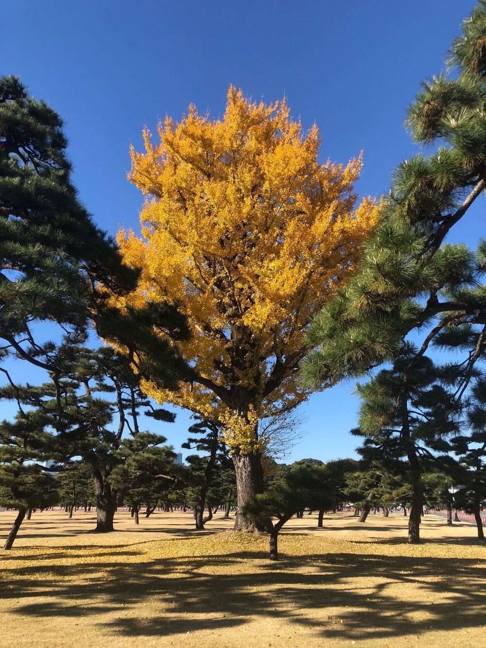 出世の石段～皇居～築地市場一周コースの写真6