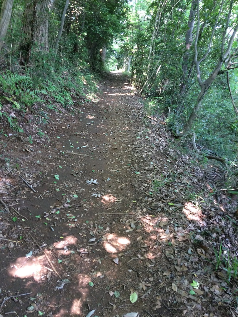 城山湖トレイルの写真9