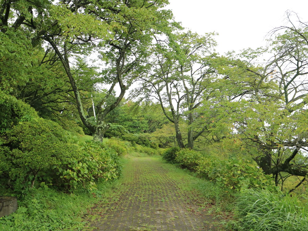 雲の上を走る!? 美の山公園散策ランコースの写真3