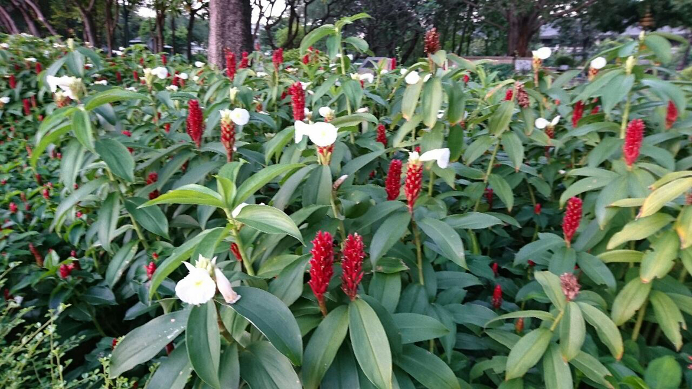 バンコク、ベンジャキッティ公園の日の出の写真5