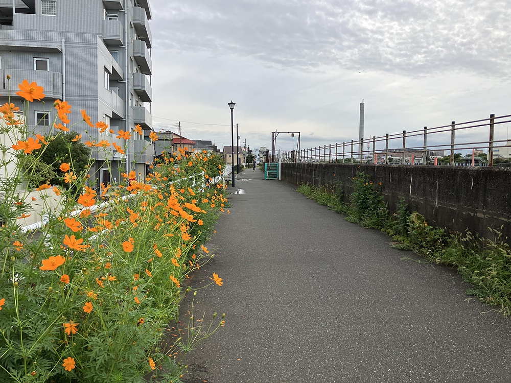 妙典駅から江戸川新川を通って乙女湯温泉への写真8