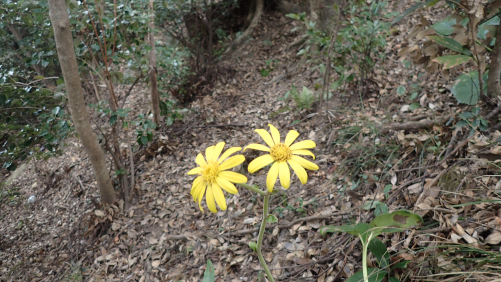 変化に富んだコースを楽しむ鋸山19kmの写真4