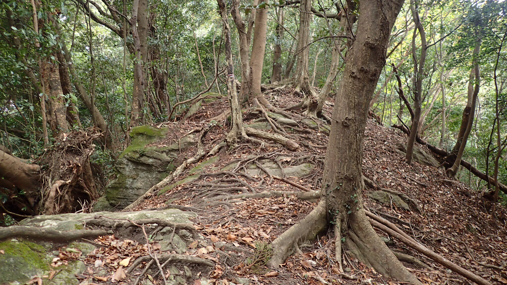 変化に富んだコースを楽しむ鋸山19kmの写真8