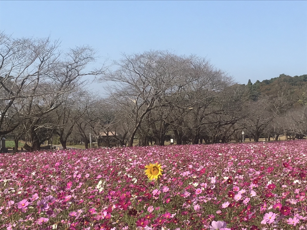 古代ロマンの風吹く！西都原古墳群ランニング！の写真3