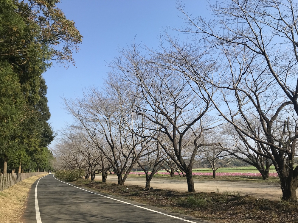 古代ロマンの風吹く！西都原古墳群ランニング！の写真4