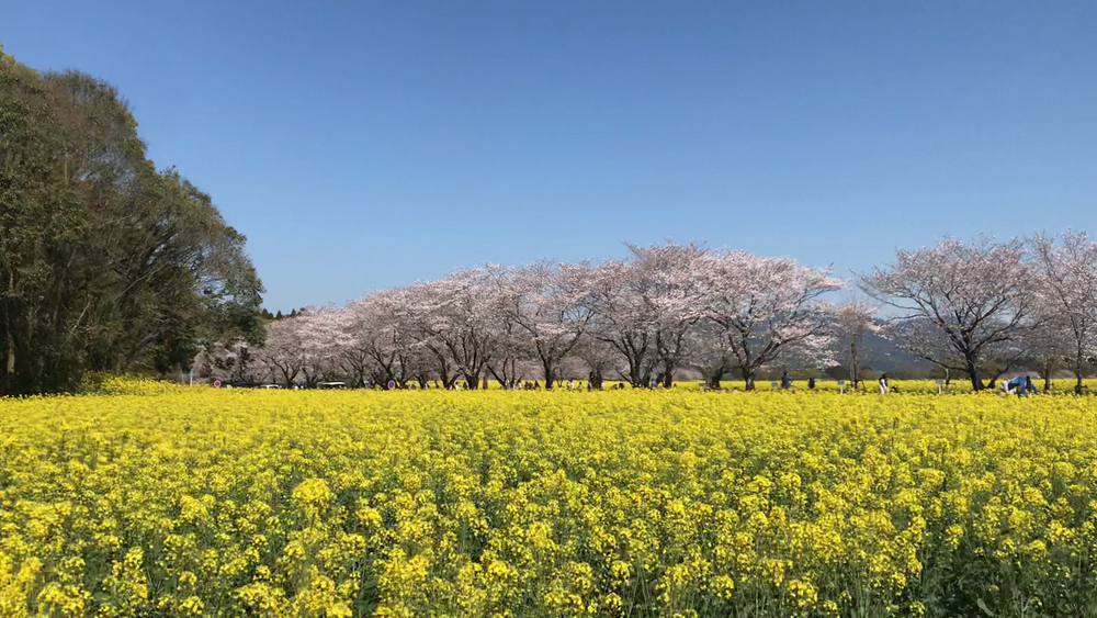 古代ロマンの風吹く！西都原古墳群ランニング！の写真11