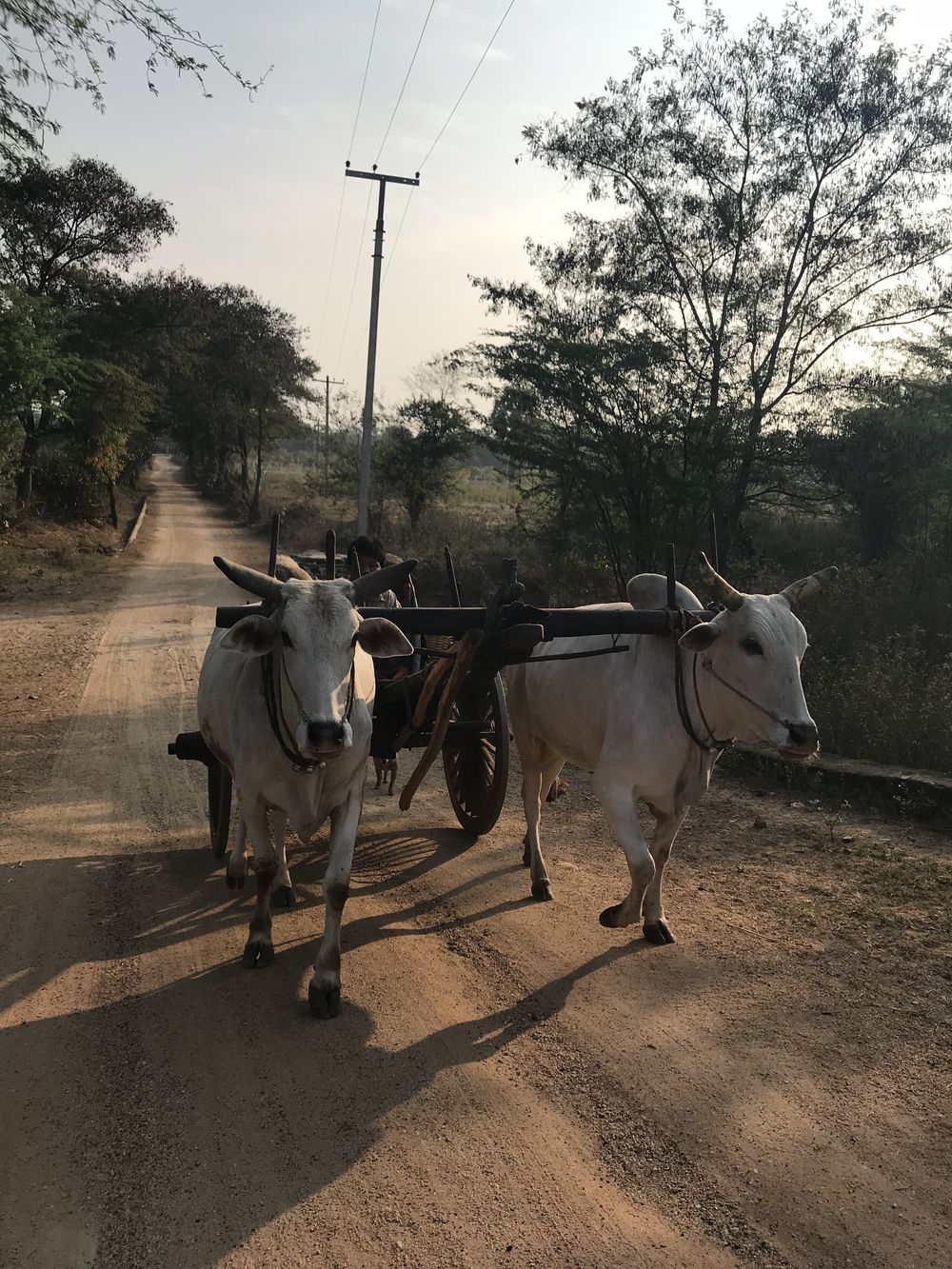 Bagan @ Myanmar の写真5
