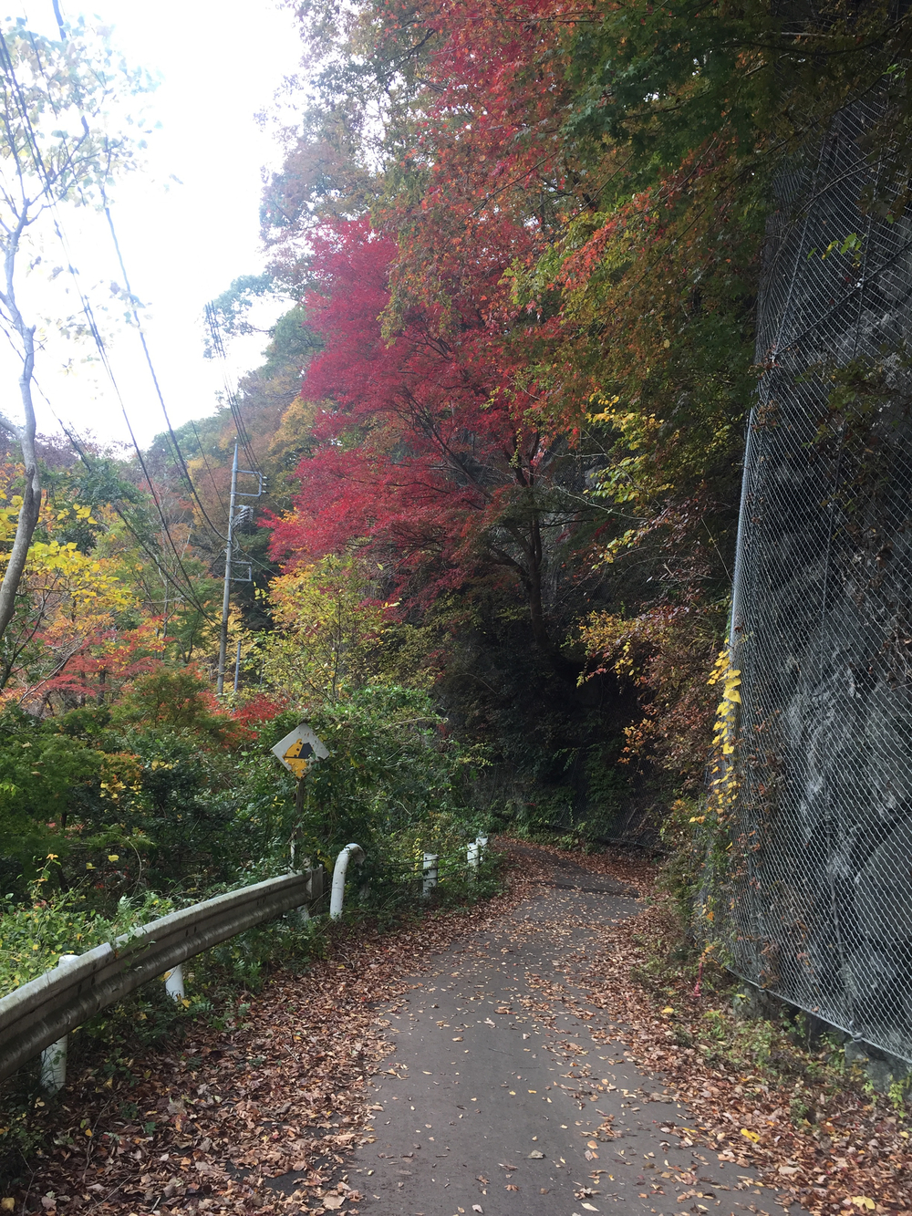 The 奥多摩ラン (マイベストコース)の写真7