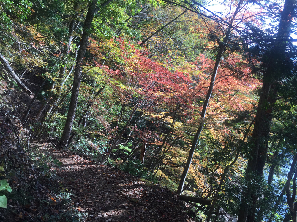 The 奥多摩ラン (マイベストコース)の写真9