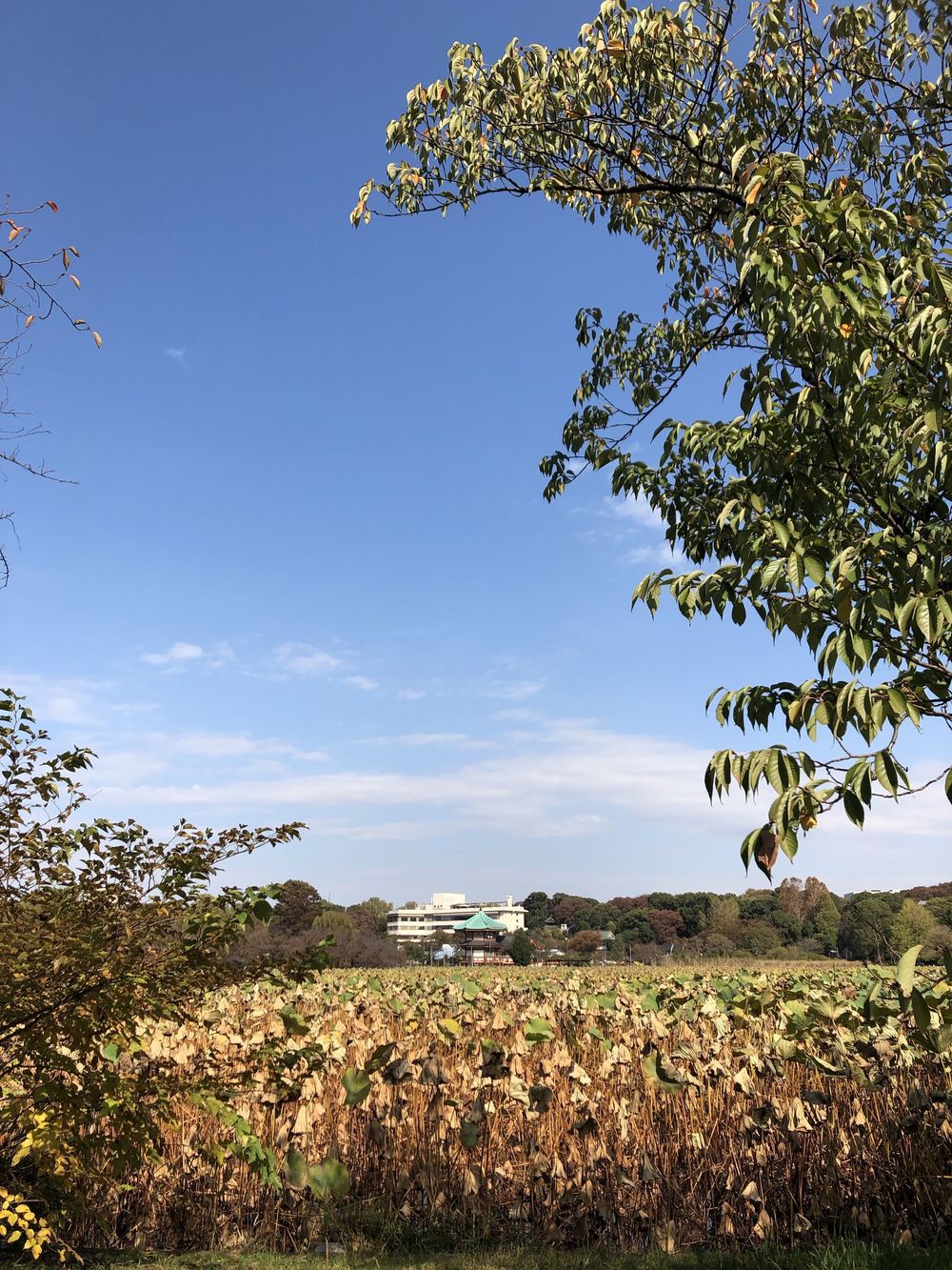 ほぼ文京区外周コース(寄り道で上野公園w)の写真6