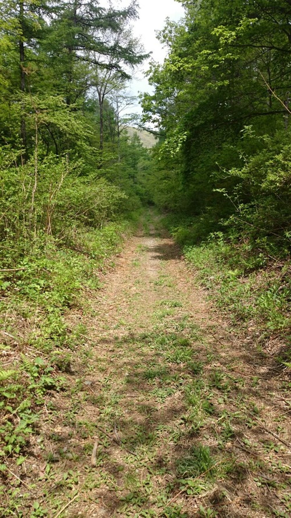 峠の釜めしなどグルメ満載安中遠足マラソン峠トレランコースの写真3