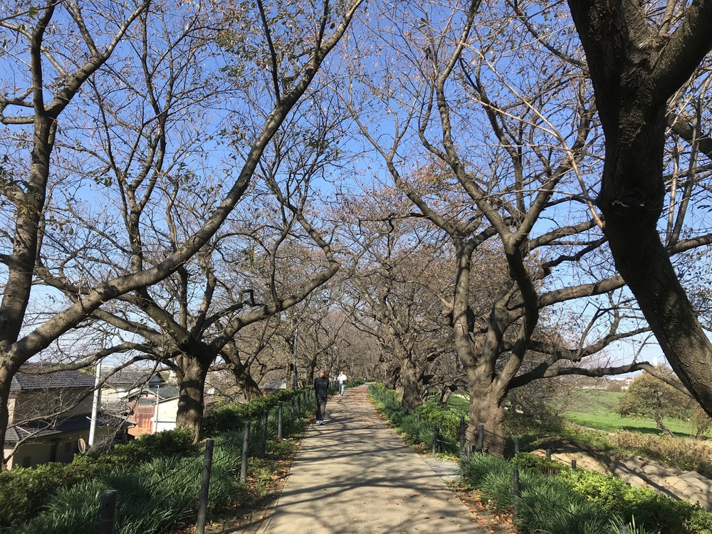 権現堂川、利根川、中川の川沿いを気持ちよくハーフ！の写真8