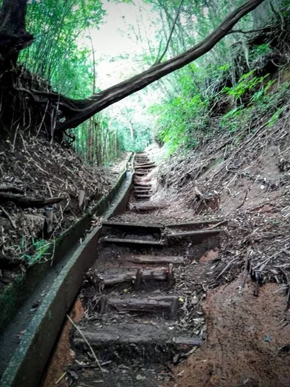 箱根・金時山ハイキングコースの写真3
