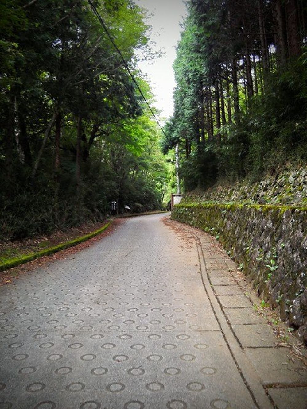 箱根・金時山ハイキングコースの写真4