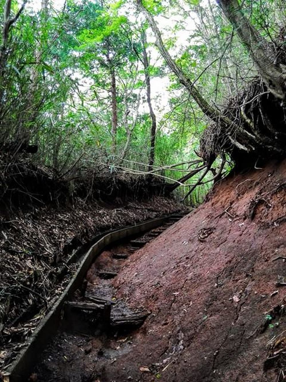 箱根・金時山ハイキングコースの写真5