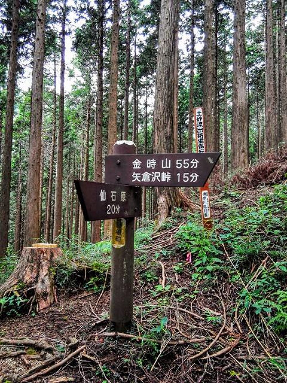 箱根・金時山ハイキングコースの写真6