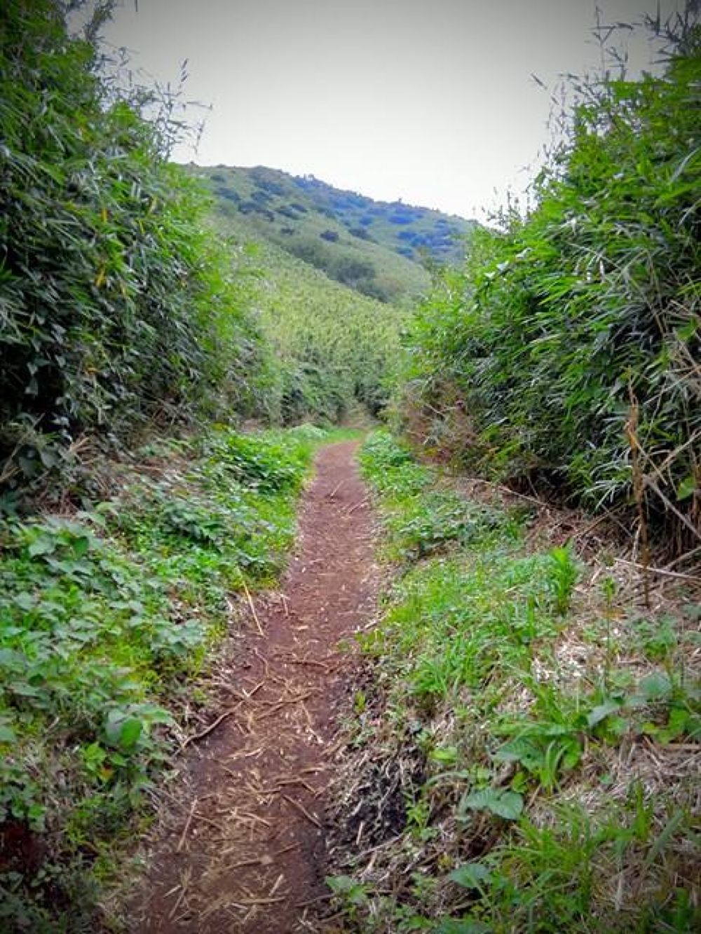 箱根・金時山ハイキングコースの写真7