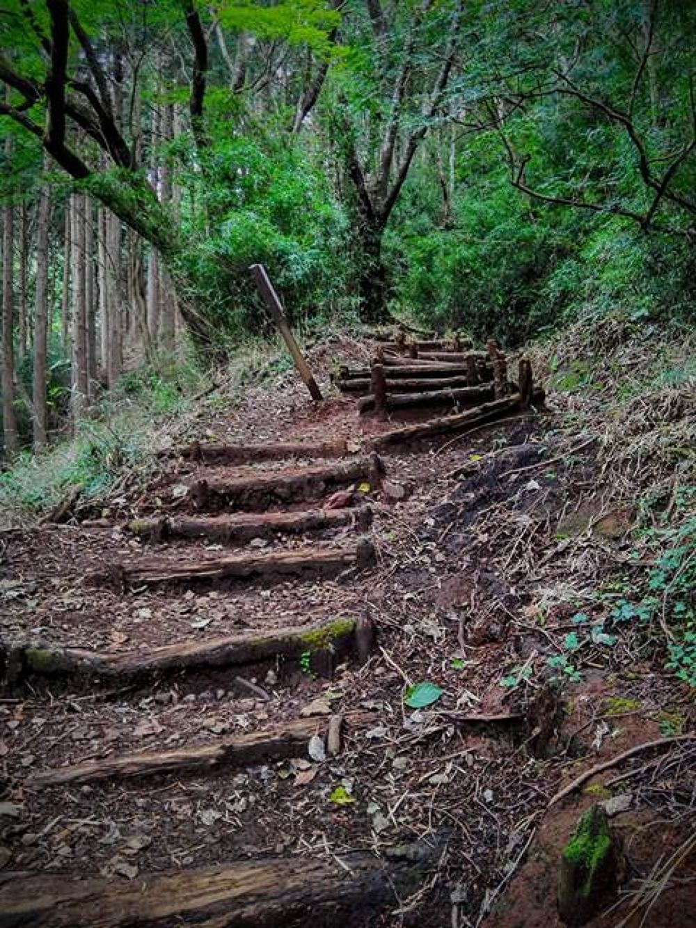 箱根・金時山ハイキングコースの写真8