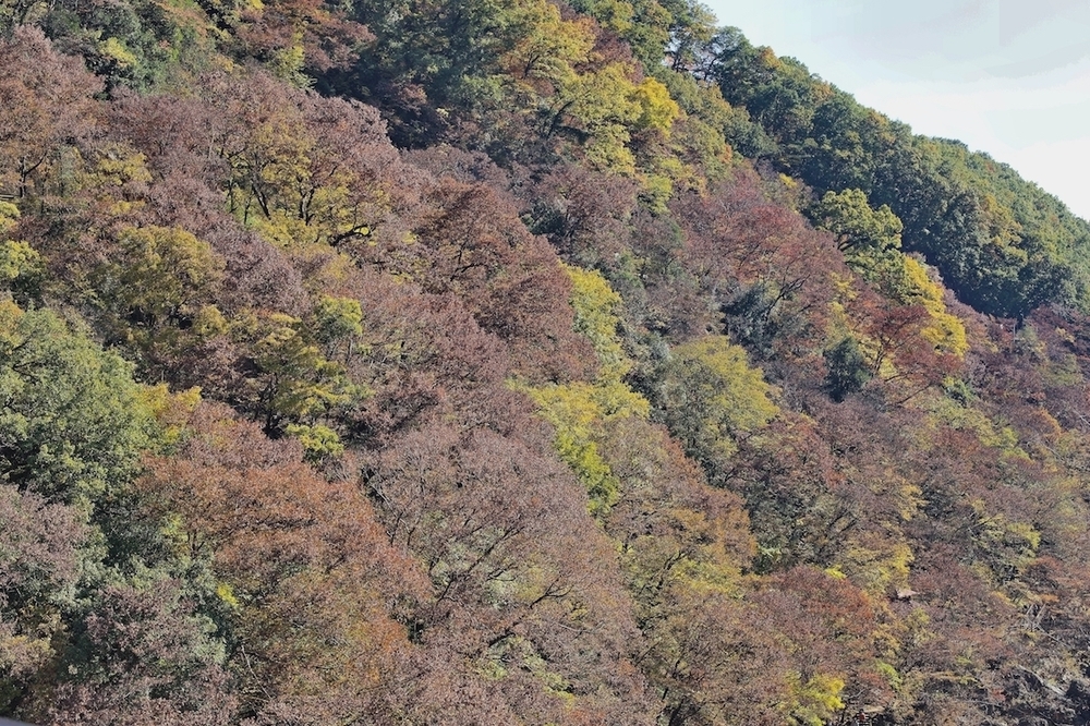 紅葉の高津戸峡と遊歩道の写真7