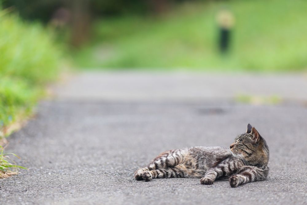 宮城県石巻市の猫島「田代島」の写真4