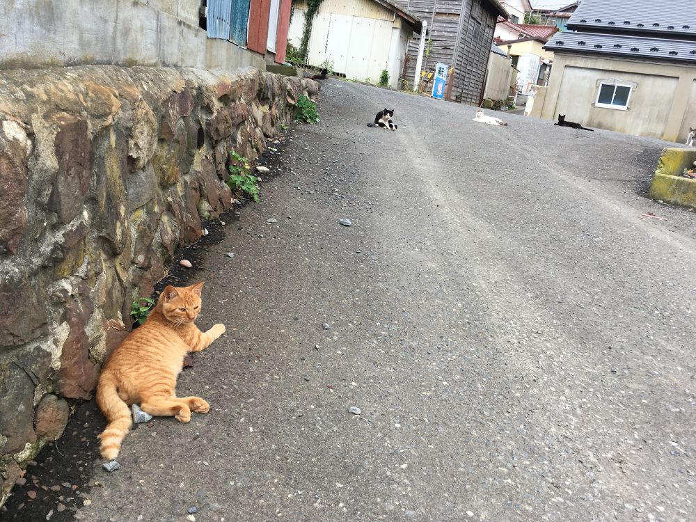 宮城県石巻市の猫島「田代島」の写真7