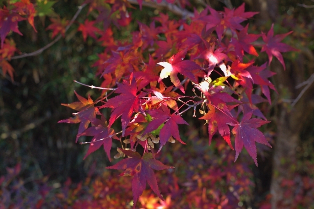 めがね橋とトンネルで歴史と紅葉を感じる「アプトの道」の写真3