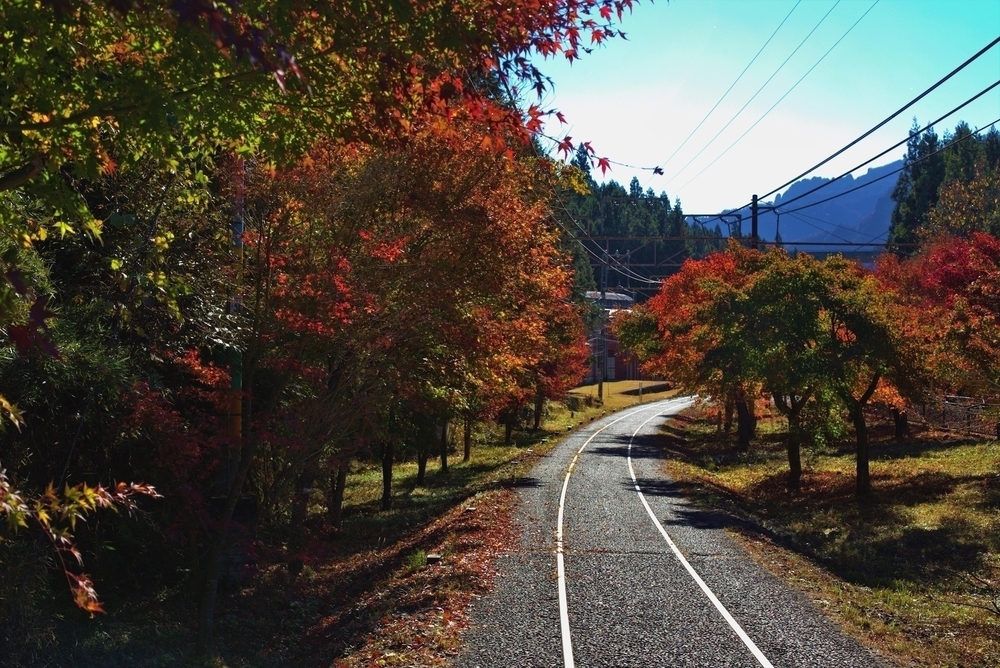 めがね橋とトンネルで歴史と紅葉を感じる「アプトの道」の写真14