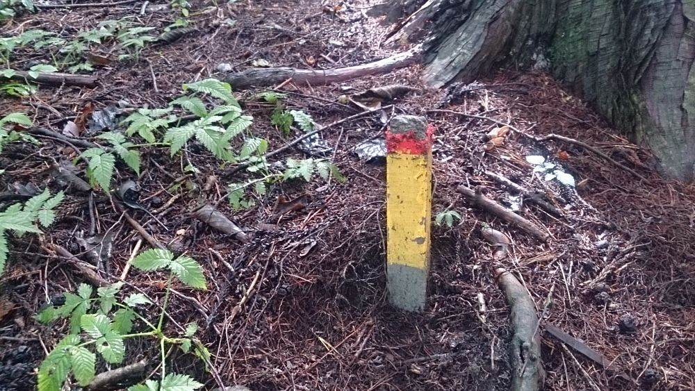 ハセツネ後半コース（都民の森～五日市会館）約35kmの写真15