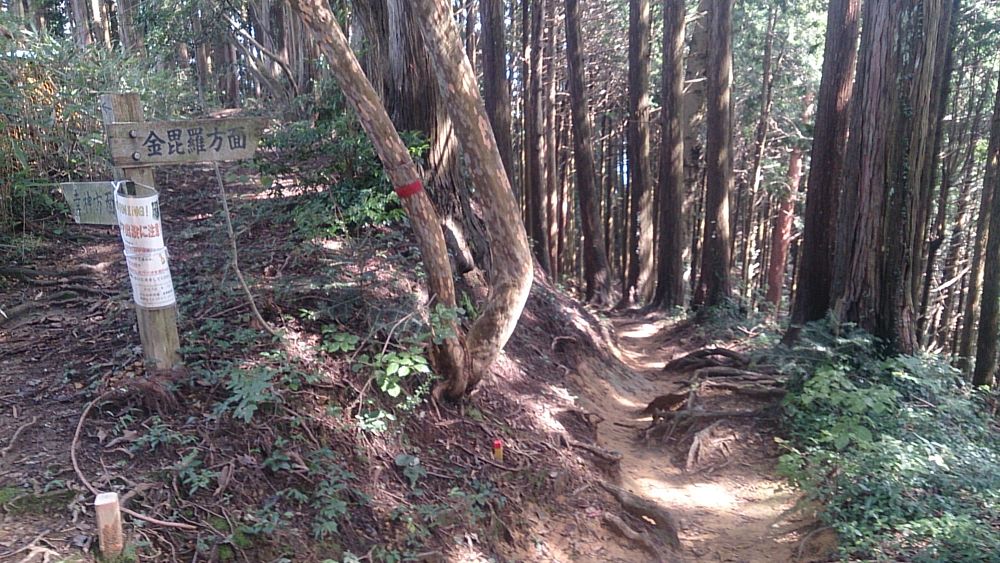 ハセツネ後半コース（都民の森～五日市会館）約35kmの写真39