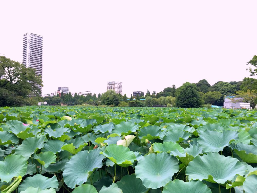 まち全体がホテル！東京下町を楽しめる谷中エリアで気ままにRunningの写真5