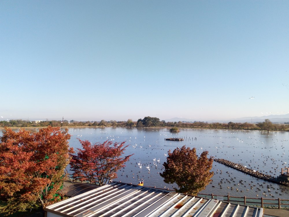 白鳥を見ながら瓢湖1周ランニングの写真3