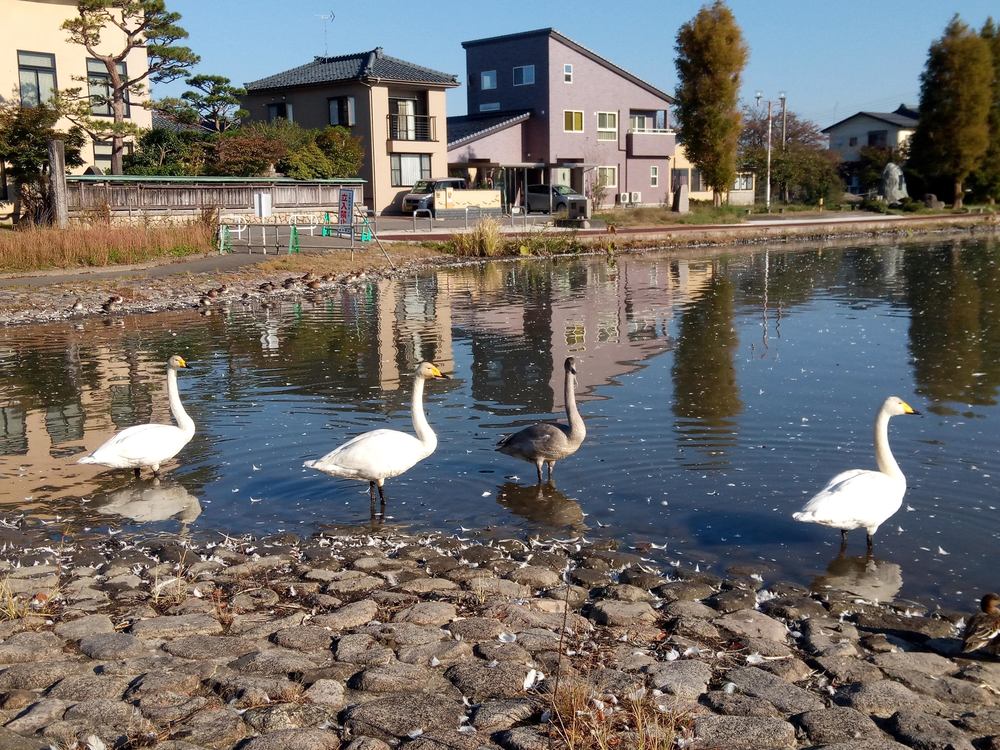 白鳥を見ながら瓢湖1周ランニングの写真4