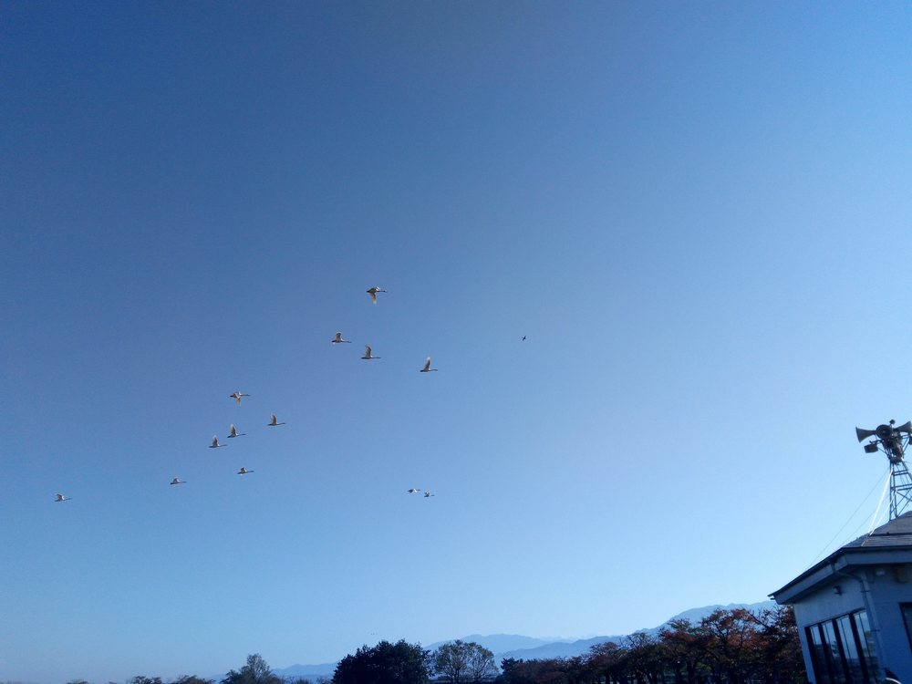 白鳥を見ながら瓢湖1周ランニングの写真5