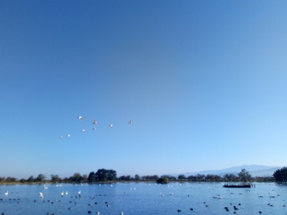 白鳥を見ながら瓢湖1周ランニングの写真6