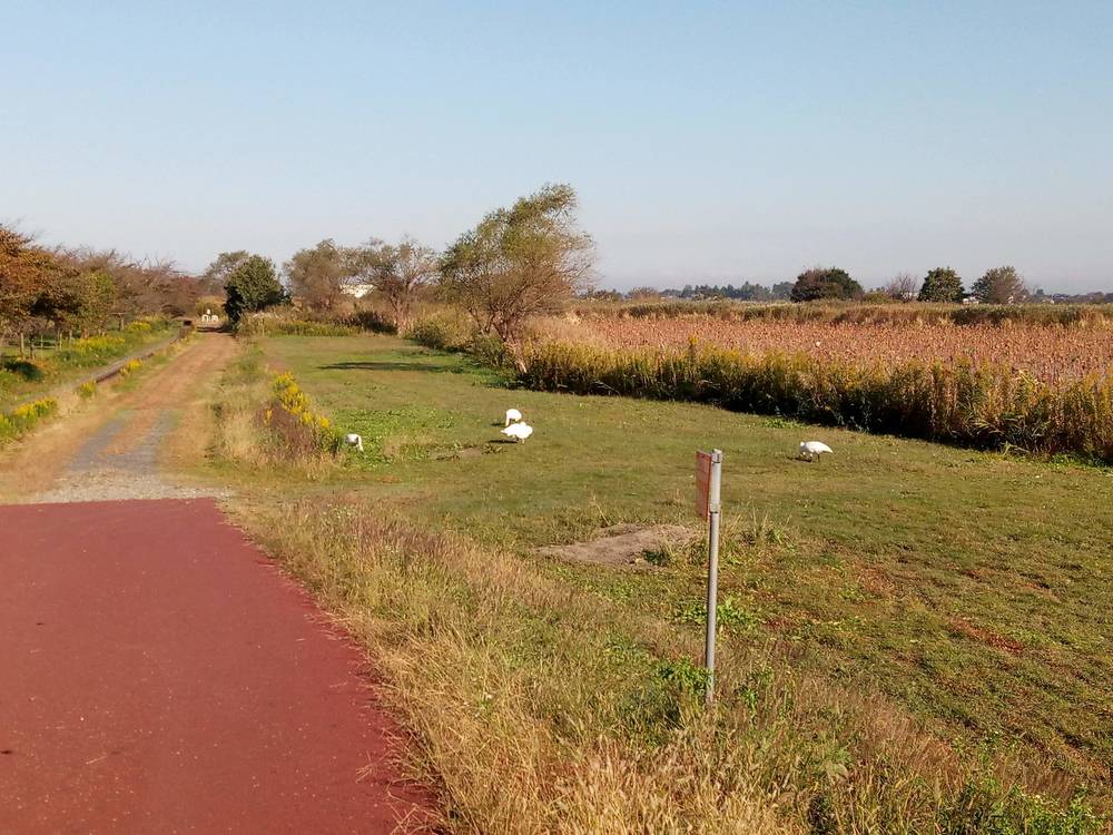 白鳥を見ながら瓢湖1周ランニングの写真8