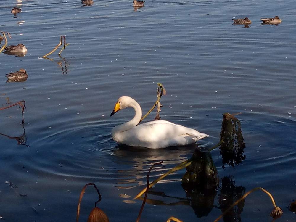 白鳥を見ながら瓢湖1周ランニングの写真9