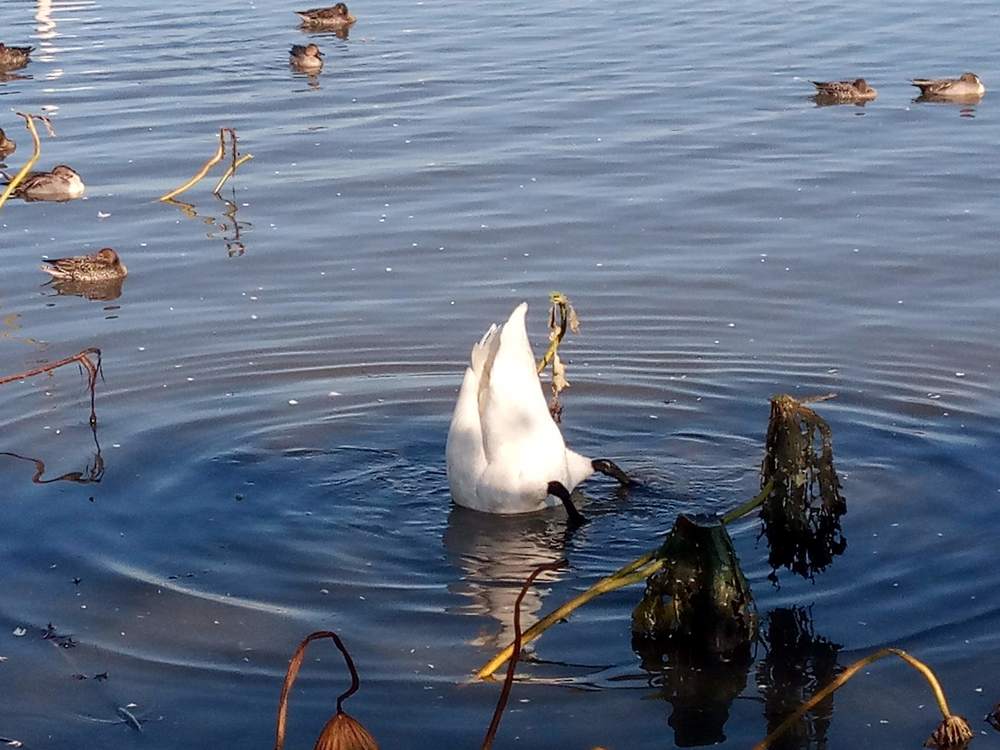白鳥を見ながら瓢湖1周ランニングの写真10