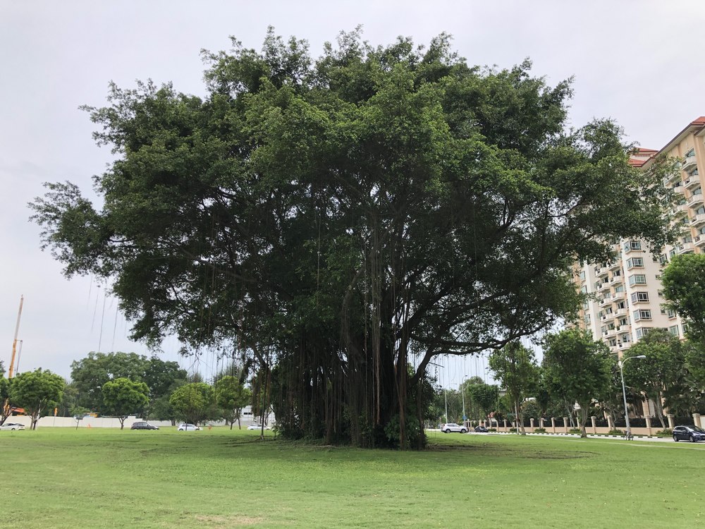 シンガポール マリーナベイ ランニングの写真4