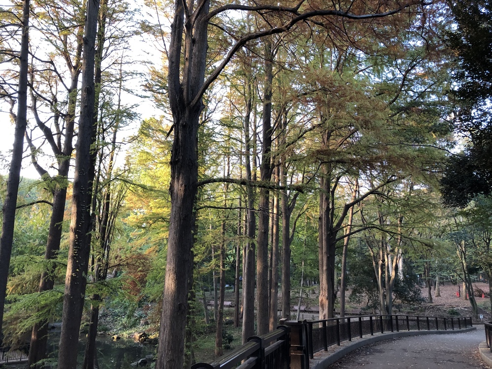 MORNING MY WAY to 林試の森の写真3