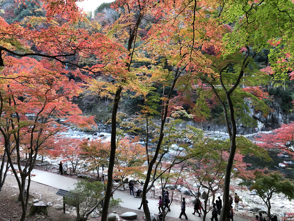 八草から香嵐渓へ秋の絶景23km紅葉ランの写真3