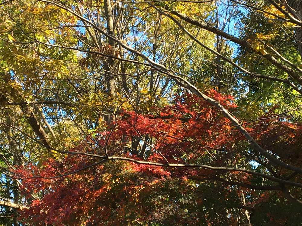 茅ヶ崎里山公園で紅葉見物と坂練の写真3