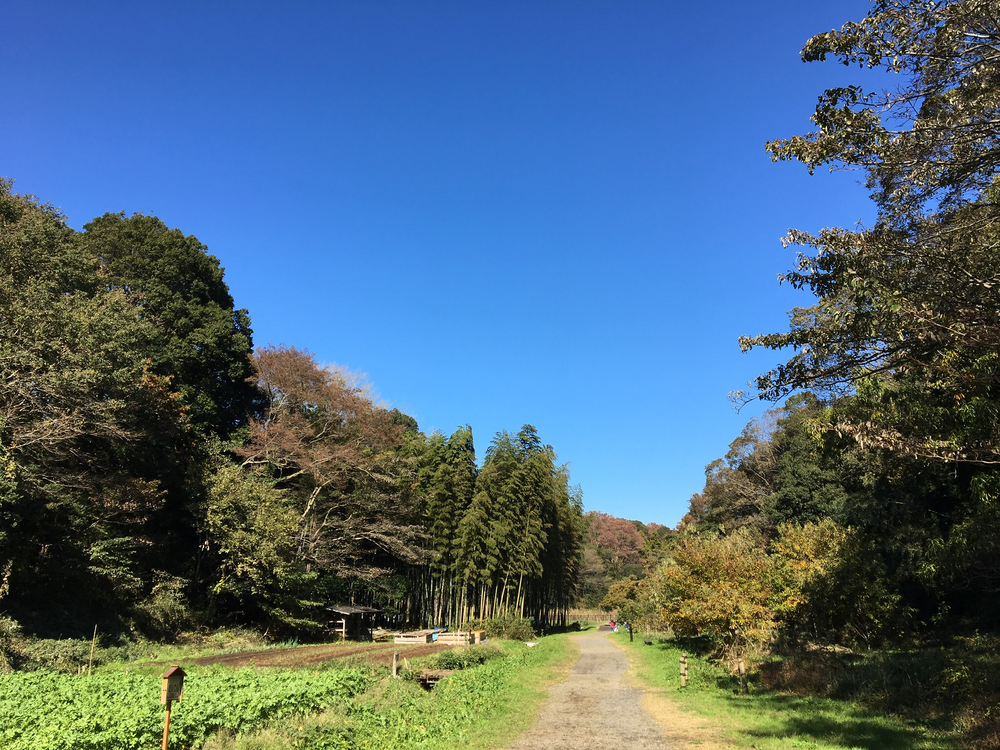 茅ヶ崎里山公園で紅葉見物と坂練の写真5