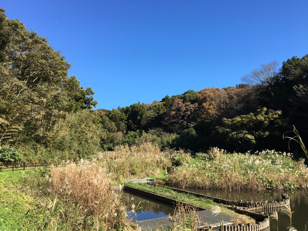 茅ヶ崎里山公園で紅葉見物と坂練の写真6