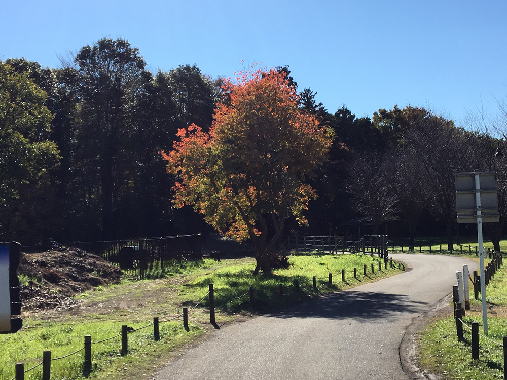 茅ヶ崎里山公園で紅葉見物と坂練の写真7