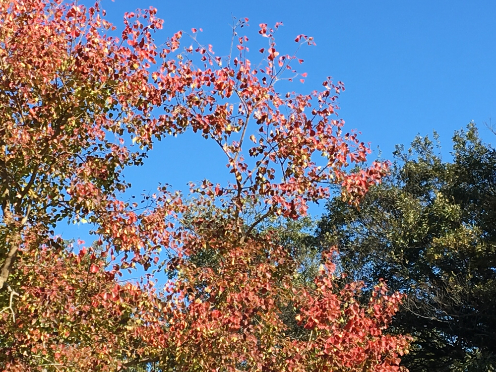 茅ヶ崎里山公園で紅葉見物と坂練の写真8