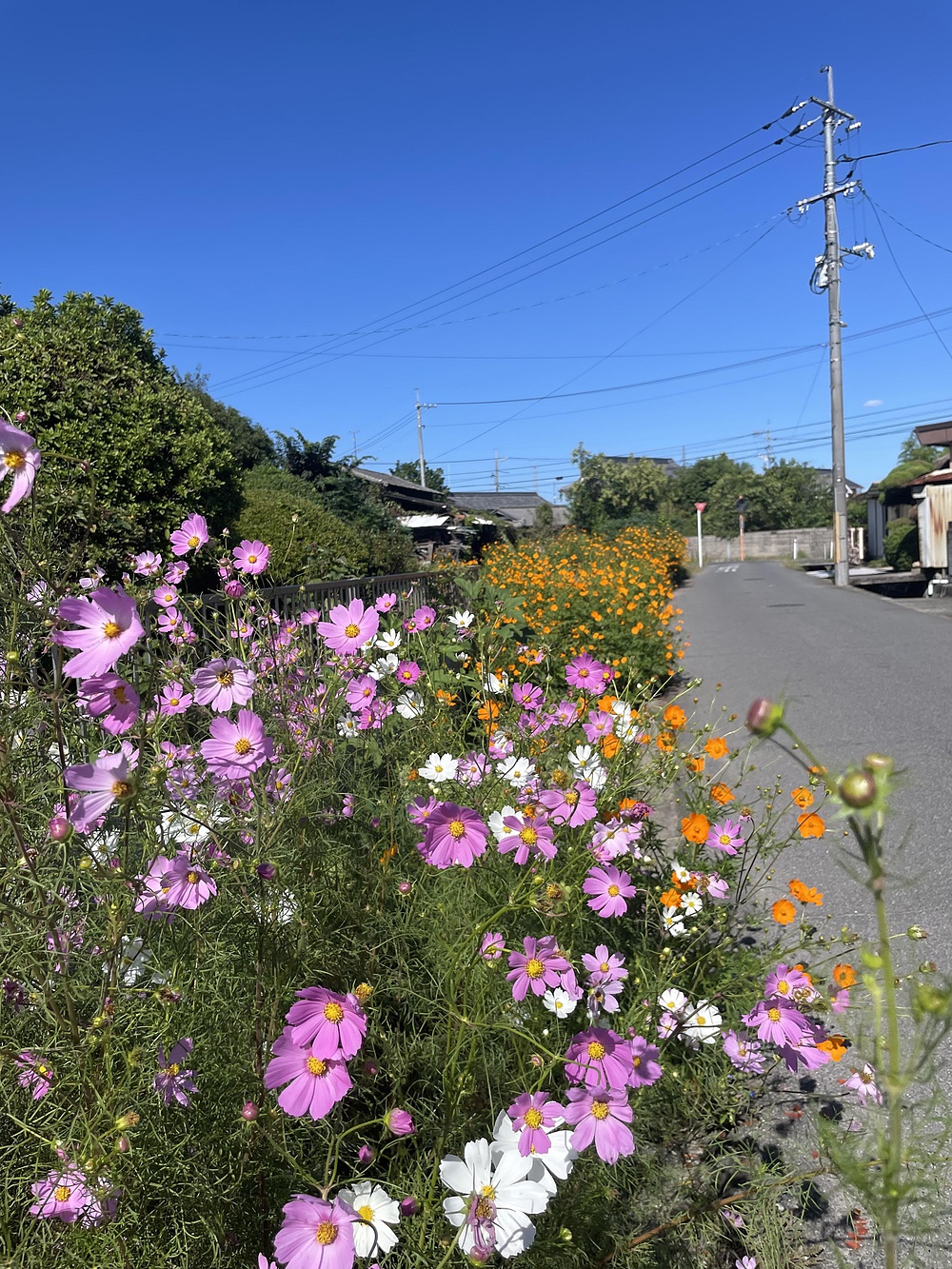 倉敷市〜総社市高梁川沿いの20kmコースの写真4